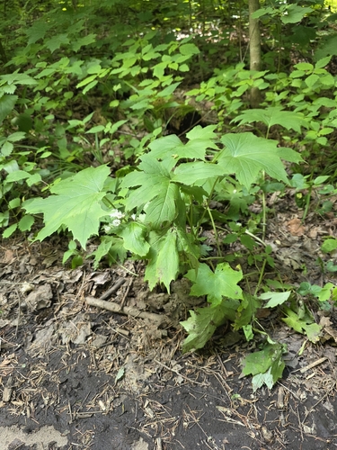Hydrophyllum canadense, photograph 5