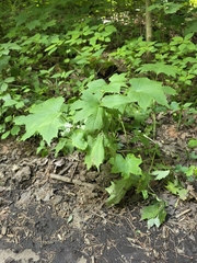 Hydrophyllum canadense, photograph author not stated, no rights reserved