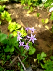 Tulbaghieae