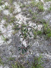 Euphorbia curtisii