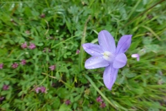 Trifolium depauperatum