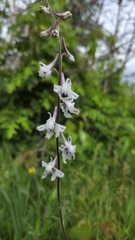 Delphinium carolinianum, photograph author not stated, no rights reserved