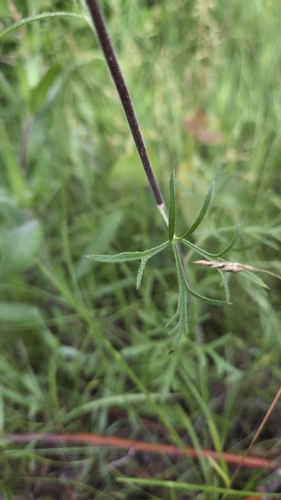 Delphinium carolinianum, photograph 5