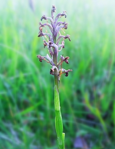 Anacamptis morio, 2026-06-19