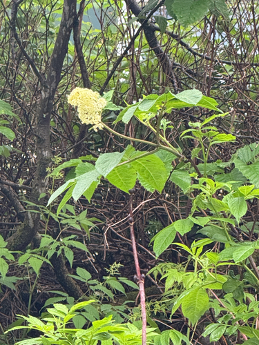 red-berried elder