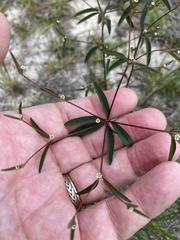 Euphorbia curtisii