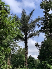 Arenga pinnata