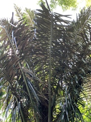 Arenga pinnata
