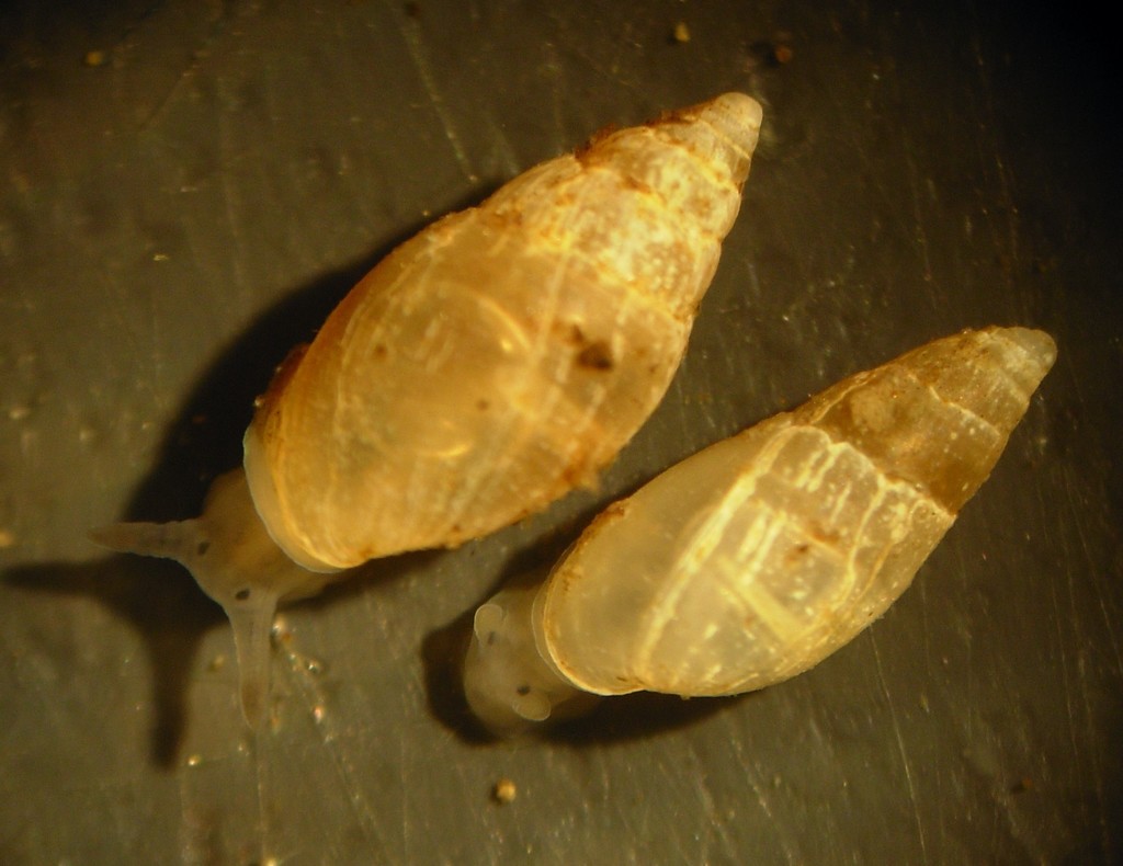 Myosotella