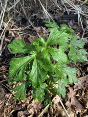 Aconitum napellus