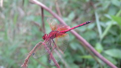 Trithemis arteriosa