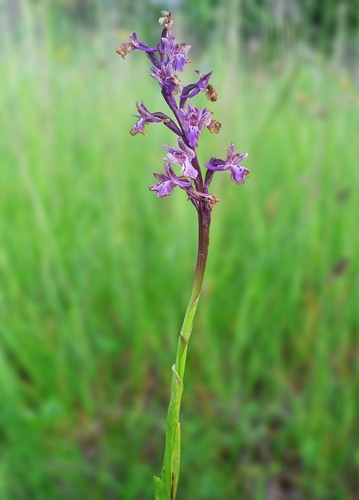 Anacamptis morio, 2026-06-19