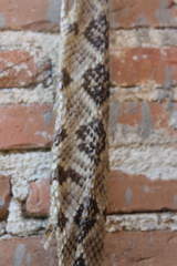 Crotalus culminatus