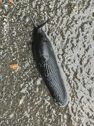 Black Slug