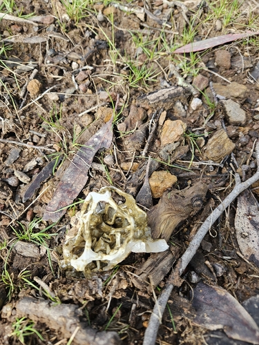 smooth cage fungus