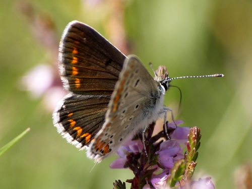 Aricia montensis Verity, 1928