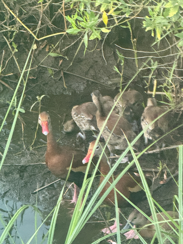 Black-bellied Whistling-Duck
