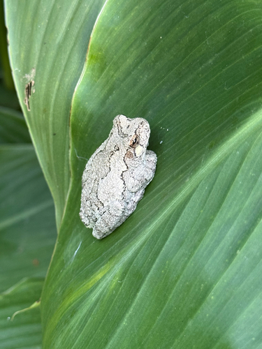 Cope's Gray Tree Frog