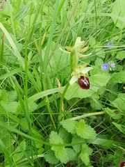 Ophrys sphegodes sphegodes