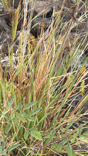 Heteropogon contortus observed 2026-06-27