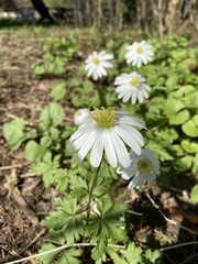 Anemonoides apennina