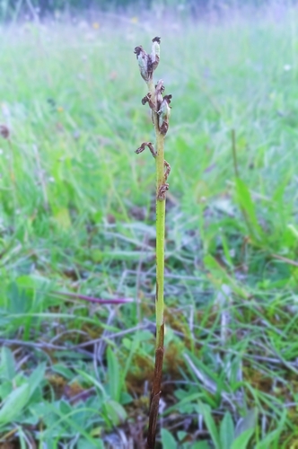 Anacamptis morio, 2026-06-25