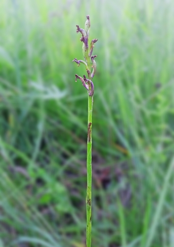 Anacamptis morio, 2026-06-25