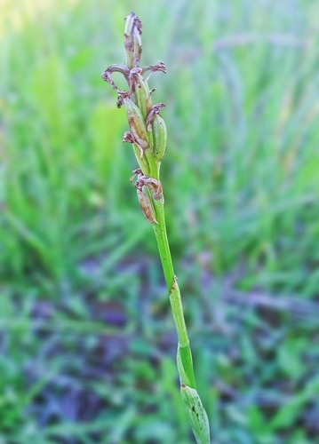 Anacamptis morio, 2026-06-26