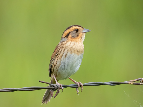 Nelson's Sparrow (Ammospiza nelsoni), photo 5