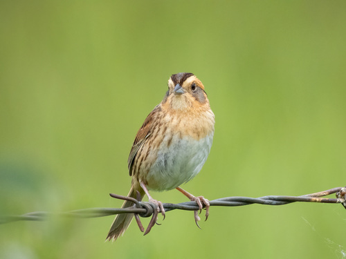 Nelson's Sparrow (Ammospiza nelsoni), photo 6
