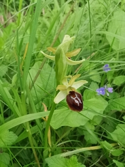 Ophrys sphegodes sphegodes