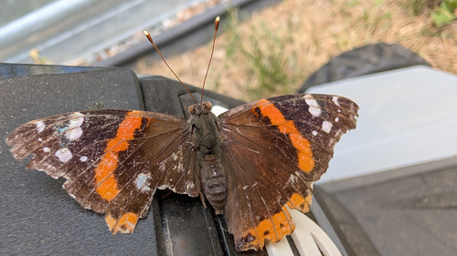 Red Admiral