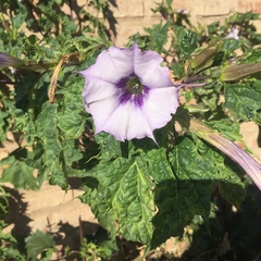 Datura stramonium