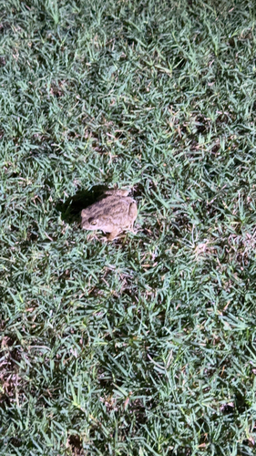 Indus Valley Toad