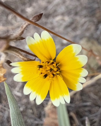 Layia platyglossa observed 2026-06-26