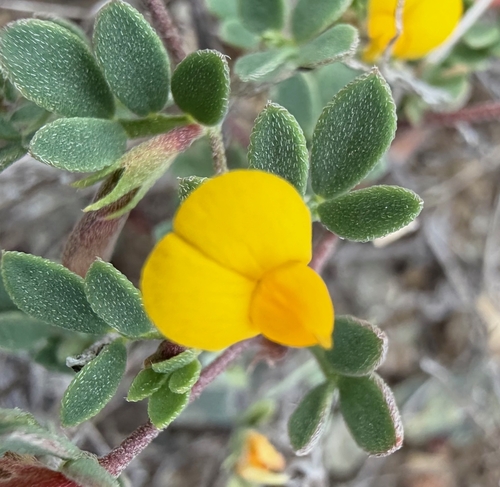 Acmispon wrangelianus observed 2026-06-26