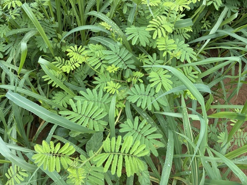 Mimosa diplotricha, photograph 3