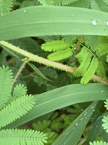 Mimosa diplotricha, photograph 4