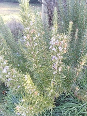 Rosemary
