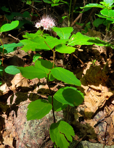 Spiraea corymbosa, photograph 4