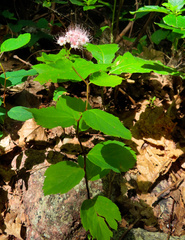 Spiraea corymbosa, photograph author not stated, no rights reserved