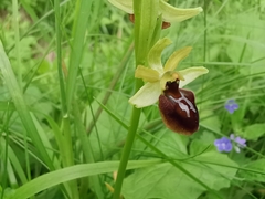 Ophrys sphegodes sphegodes