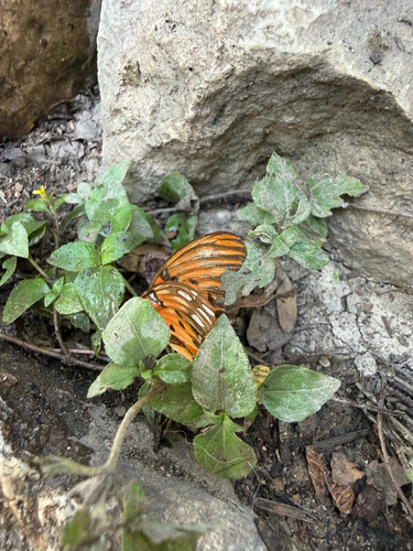 Gulf Fritillary
