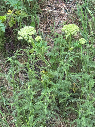 common yarrow