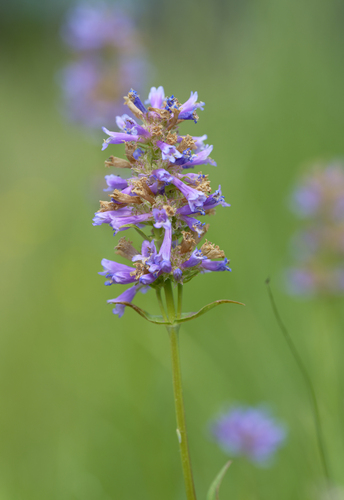 iNaturalist observation photo of Rydberg's Beardtongue