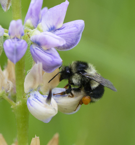 iNaturalist observation photo of Black-tailed Bumble Bee