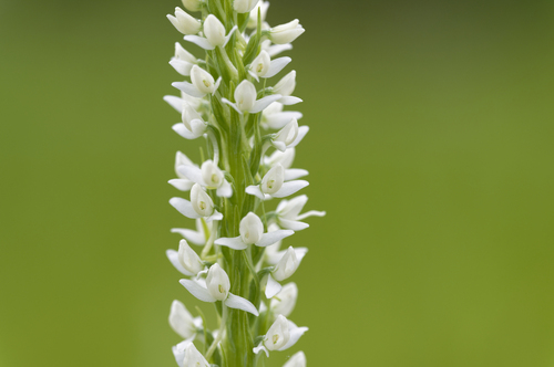 iNaturalist observation photo of white bog orchid