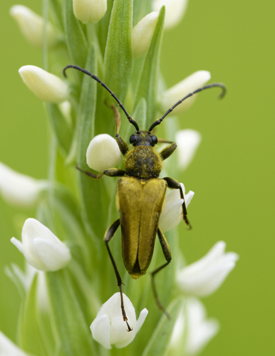 iNaturalist observation photo of Yellow Velvet Beetle