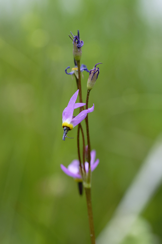 iNaturalist observation photo of alpine shooting star