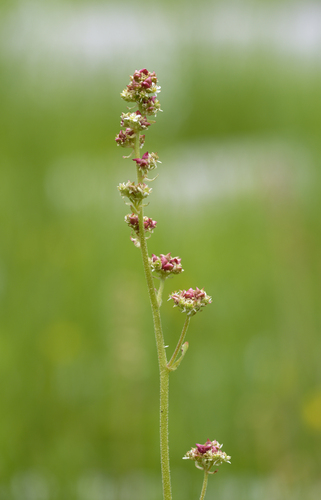 iNaturalist observation photo of Oregon Saxifrage